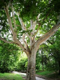 Trees in park