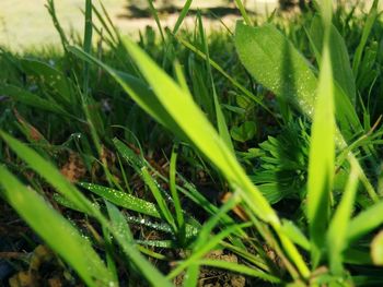 Close-up of grass growing on field