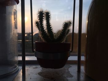 Close-up of potted plant against window at home