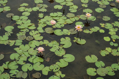 High angle view of water lily on leaves