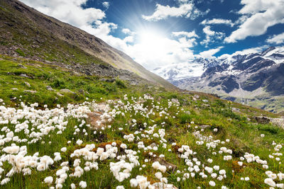 White flowering plants on field against sky