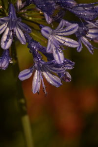 Close-up of bumblebee on purple flower