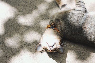 High angle view of cat resting