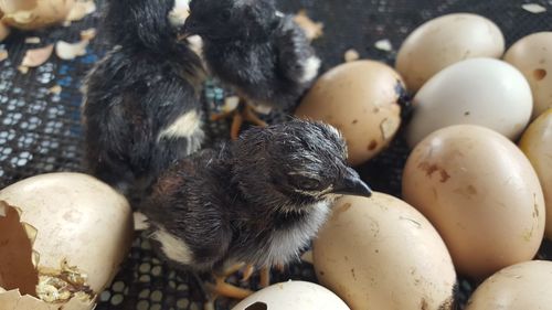 Close-up of young birds by eggs