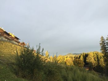 Plants growing on land against sky