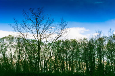 Low angle view of trees against blue sky