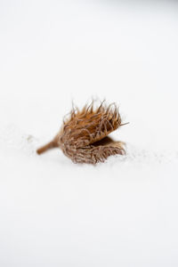 Close-up of dry leaf against white background