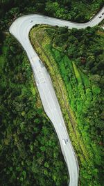 High angle view of road amidst trees