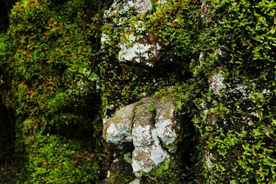 Scenic view of forest