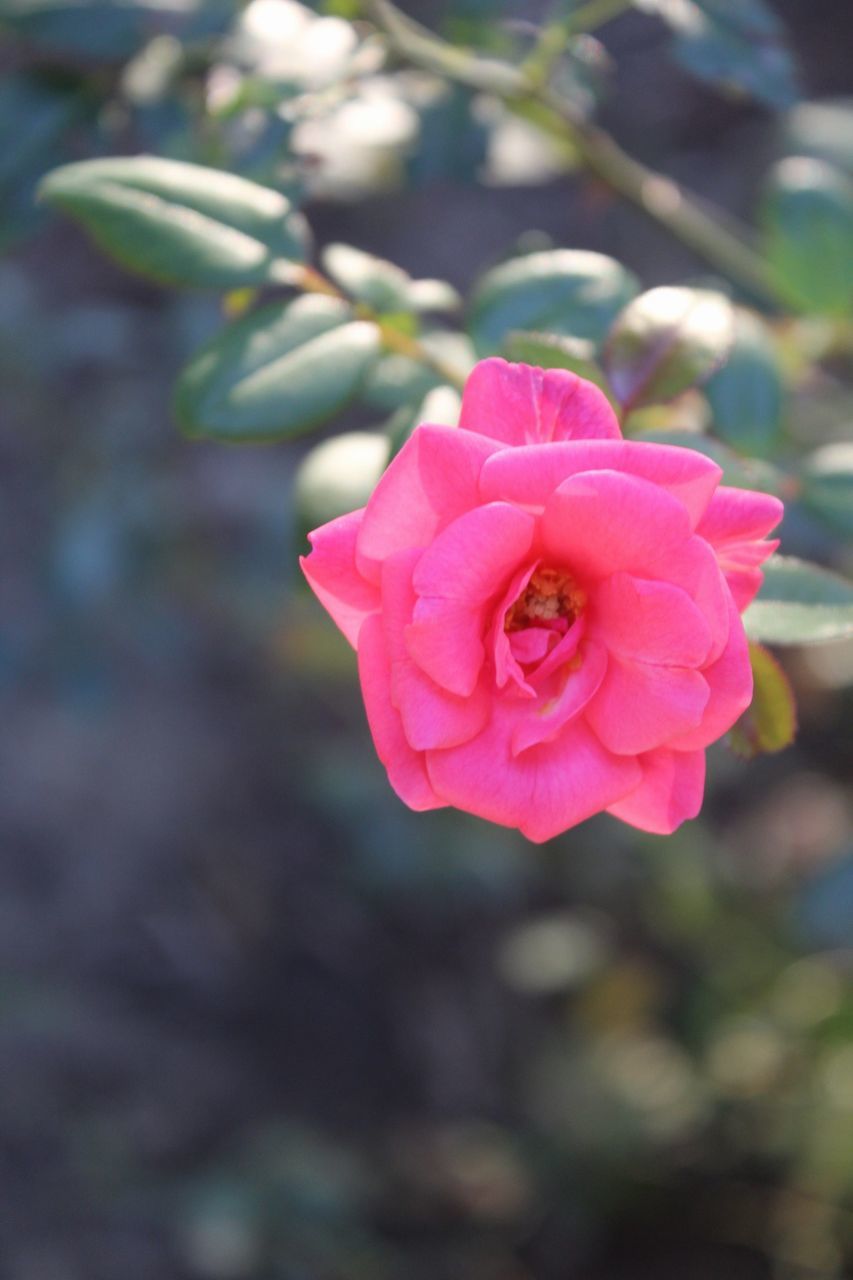 flower, petal, pink color, flower head, fragility, nature, rose - flower, beauty in nature, focus on foreground, freshness, growth, no people, plant, blooming, wild rose, close-up, outdoors, day