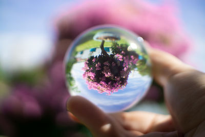 Close-up of hand holding purple flower