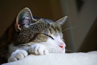 Close-up of a cat sleeping
