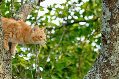 Cat sitting on tree trunk