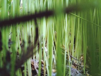 Full frame shot of bamboo plants on field