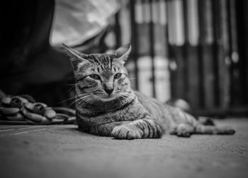 Close-up of cat resting on floor