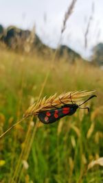 Close-up of butterfly pollinating on flower