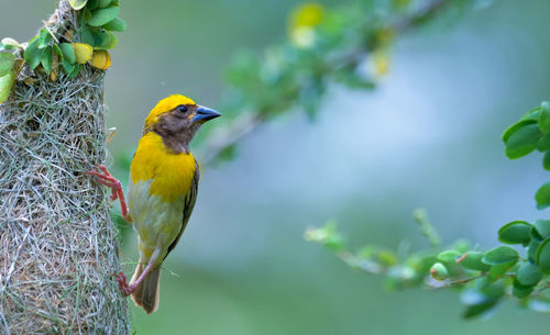 Close-up of bird perching on branch