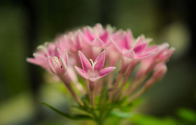 Close-up of pink flowers