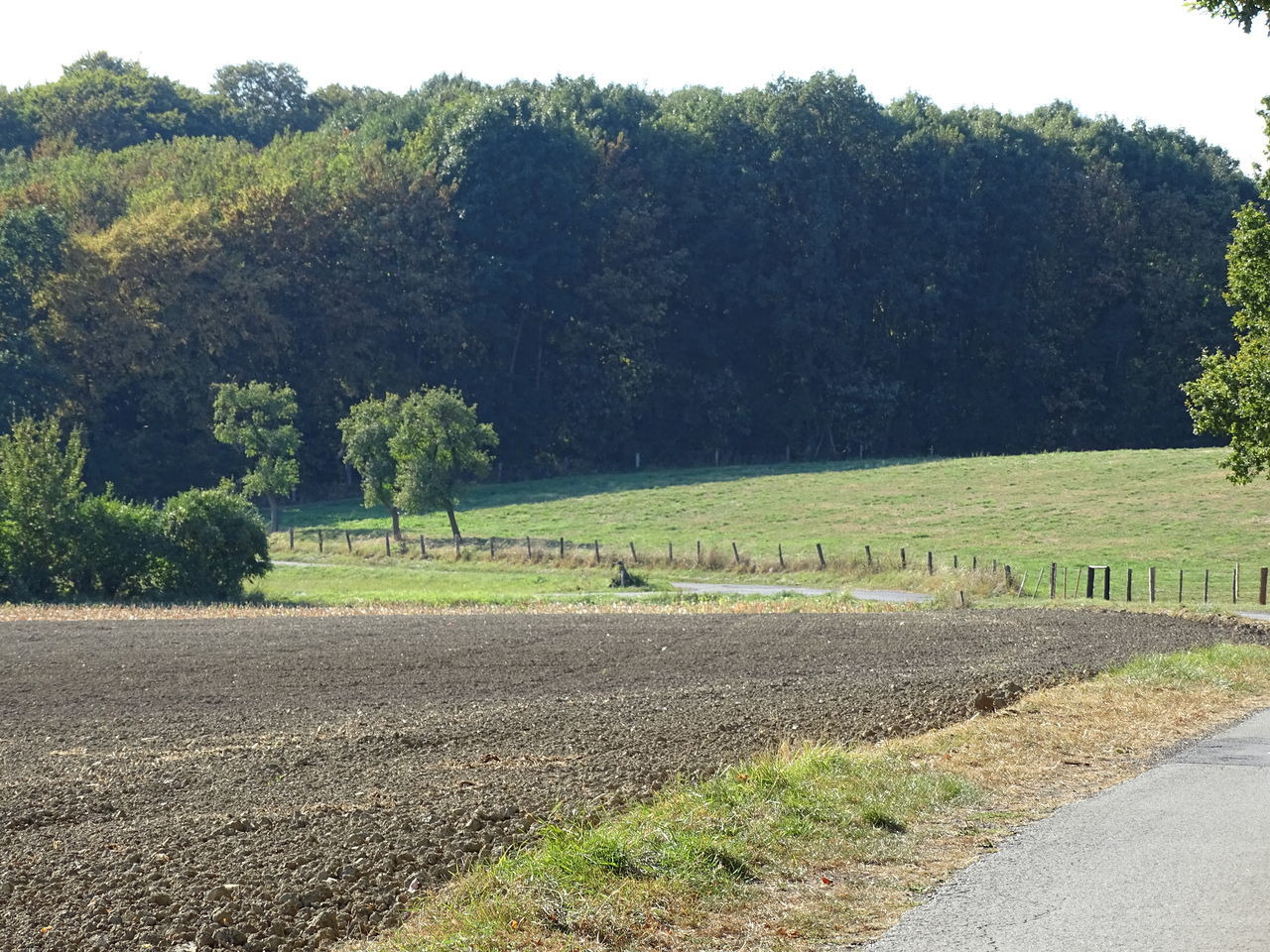 VIEW OF TREES ON ROAD