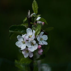 Close-up of white flowering plant