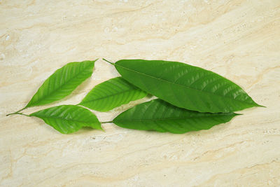 High angle view of plant leaves on land
