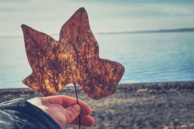 Close-up of hand holding autumn leaf against sea