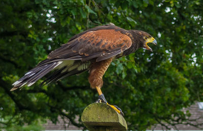 Side view of a hawk