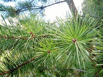 Close-up of pine tree