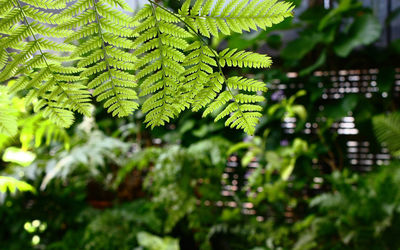 Close-up of leaves