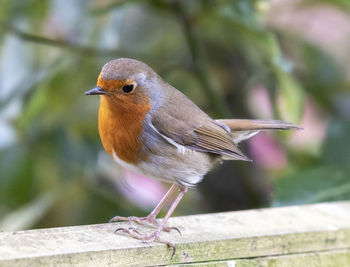 Close-up of bird perching on wood