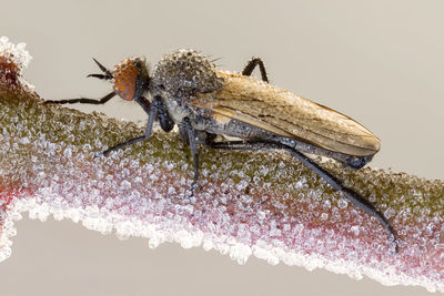 Close-up of insect on flower