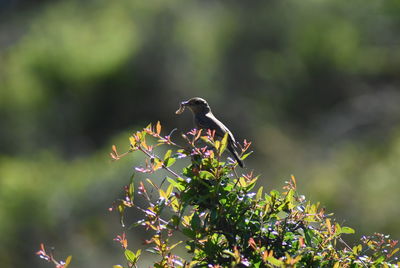 Bird perching on a tree