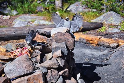 View of birds on rock