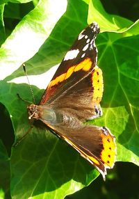 Close-up of butterfly perching on leaf