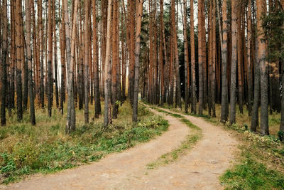 Road amidst trees in forest