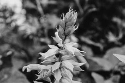 Close-up of flowering plant