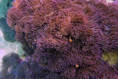 Close-up of coral in sea