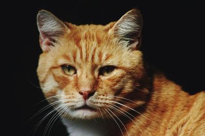 Close-up portrait of cat against black background