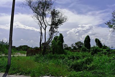 Trees on field against sky