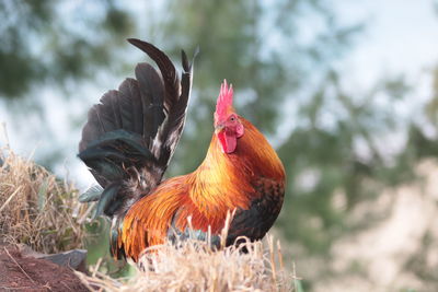 Close-up of rooster
