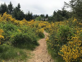 Scenic view of yellow flowering plants on land against sky