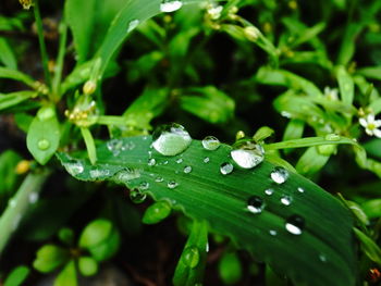 Close-up of raindrops on green leaves