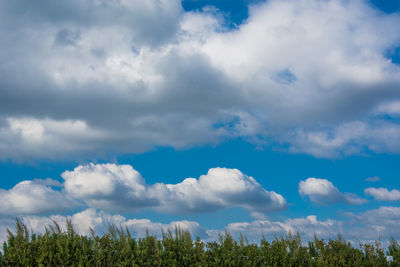 Panoramic shot of trees on field against sky