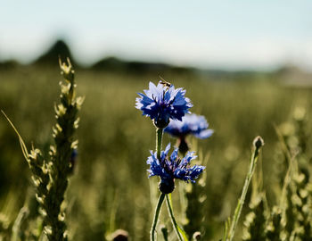 Close-up of purple flowering plant on field