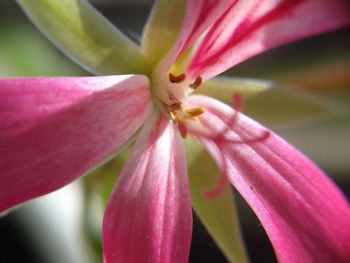 Close-up of pink flower