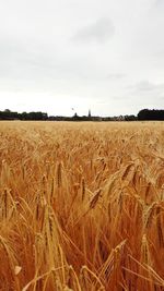 Scenic view of wheat field against sky