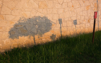 Shadow of plants on field