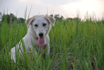 Portrait of dog on field