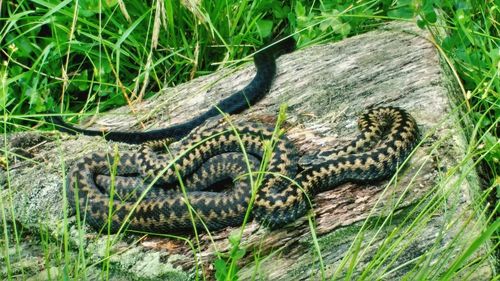 High angle view of snake on field