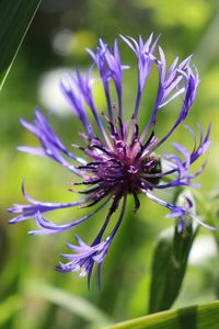 Close-up of purple flowering plant